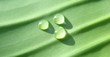 drops