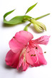 Lily pink