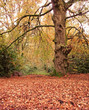 woodland in the fall