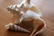 she sells seashells