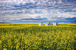 bees and canola