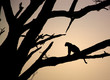 leopard sitting in a tree