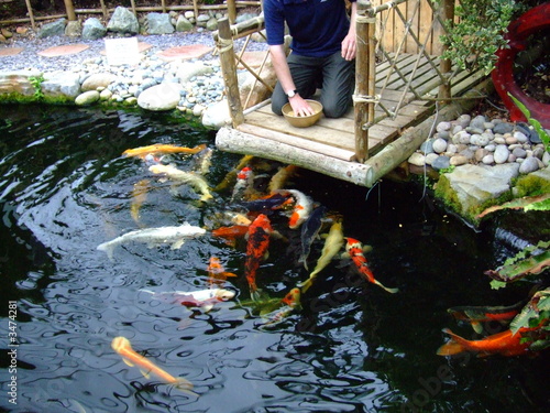 Photo: koi carp koi carp