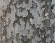 corteccia d'albero corteccia d'albero