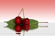 cerise