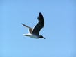 nice bird