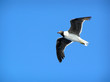 wild bird