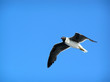 young bird