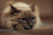 birma kater