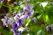 fliederfarbene blumen