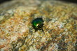 the may-bug and the stone