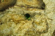 the may-bug and the stone