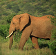 strolling elephant