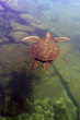pacific green sea turtle