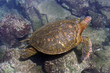 pacific green sea turtle