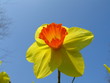 daffodil