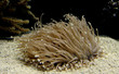 anemone