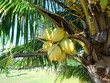 noci di cocco