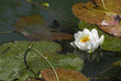 nénuphar nénuphar