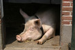 miss piggy.