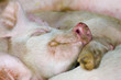 sleeping pigs