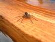 wasserspinne