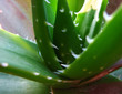 agave