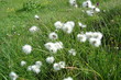 fleurs