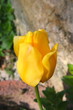 tulpe geschlossen