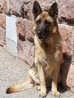 hund