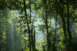 jungle