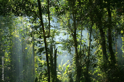 jungle