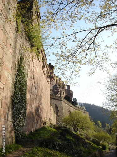 heidelbergerschloss mit baum heidelbergerschloss mit baum