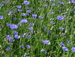 kornblumenwiese