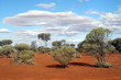 bush australien bush australien