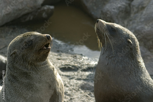 otaries en discussion otaries en discussion