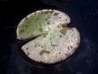 single lotos leaf