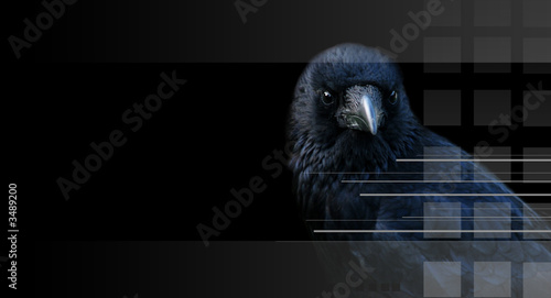 Photo: Crow, raven on black backround Crow, raven on black backround