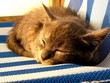 kitten asleep kitten asleep