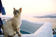 cat on santorini island cat on santorini island