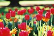 red tulips red tulips