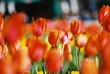 tulips tulips