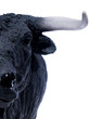 spanish bull 02 spanish bull 02