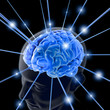 the brain