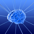 the brain
