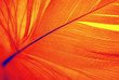 phoenix feather