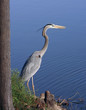 great blue heron profile great blue heron profile