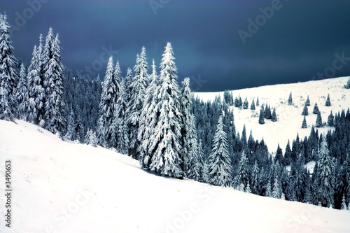 blue forest blue forest