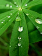 goutte_feuille