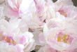 peony